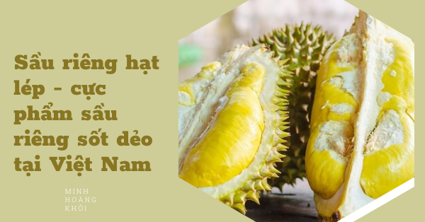 Giống cây sầu riêng hạt lép – giống cây cực phẩm tại Việt Nam