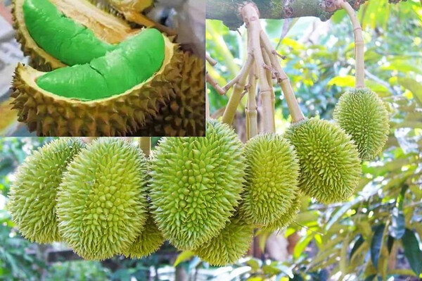 Sầu riêng ruột xanh là loại trái cây có nguồn gốc từ Malaysia