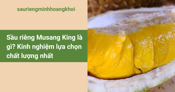 Sầu riêng Musang King là gì? Kinh nghiệm lựa chọn chất lượng nhất